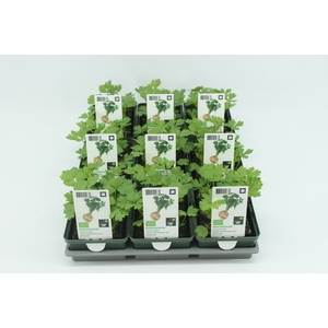 BKH groente 50190 bio Knolselderij (set x9)