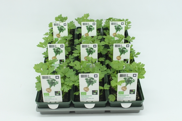 <h4>BKH groente 50190 bio Knolselderij (set x9)</h4>