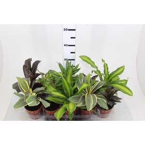 DRACENA VARIADO P12