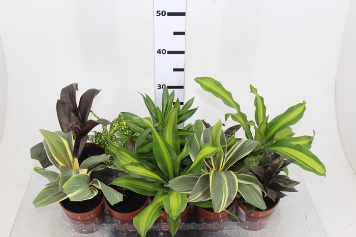 DRACENA VARIADO P12