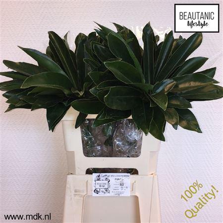 <h4>Philodendron  'Fun Bun'</h4>