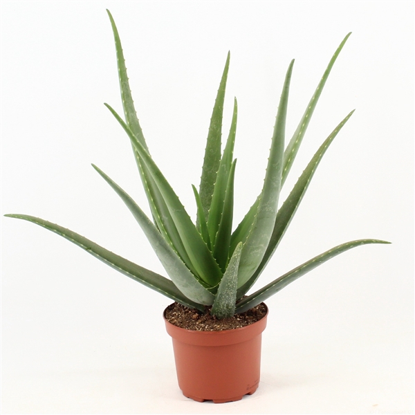 <h4>Aloe Vera P19 zonder kwekersetiket</h4>