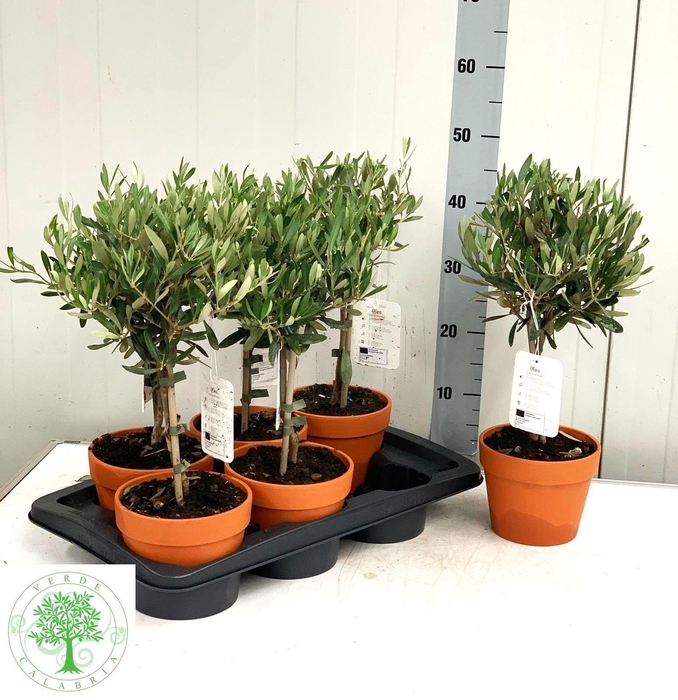 Olea Europaea