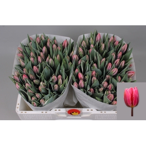 TU EN PRETTY PRINCES