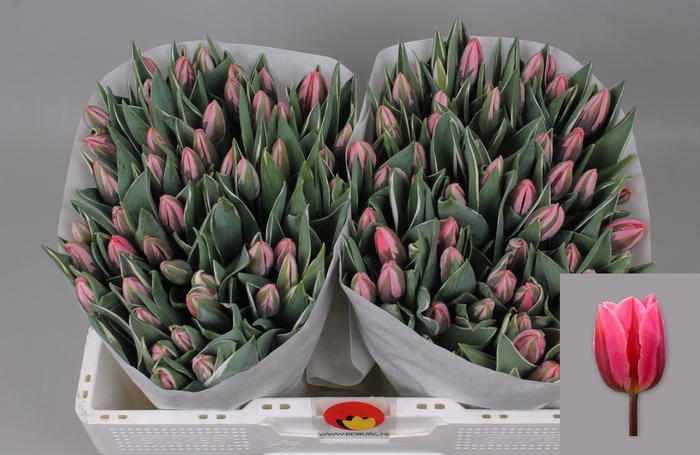 <h4>TU EN PRETTY PRINCES</h4>