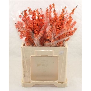 Ilex Ve Winter Gold