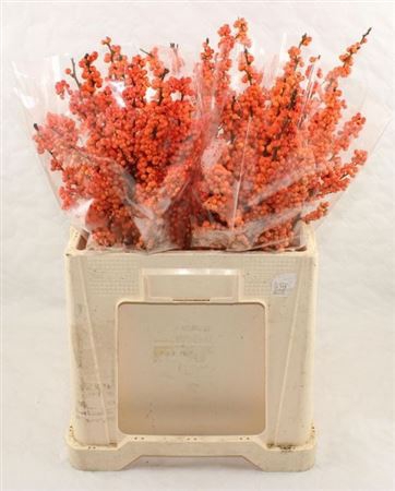 <h4>Ilex Ve Winter Gold</h4>