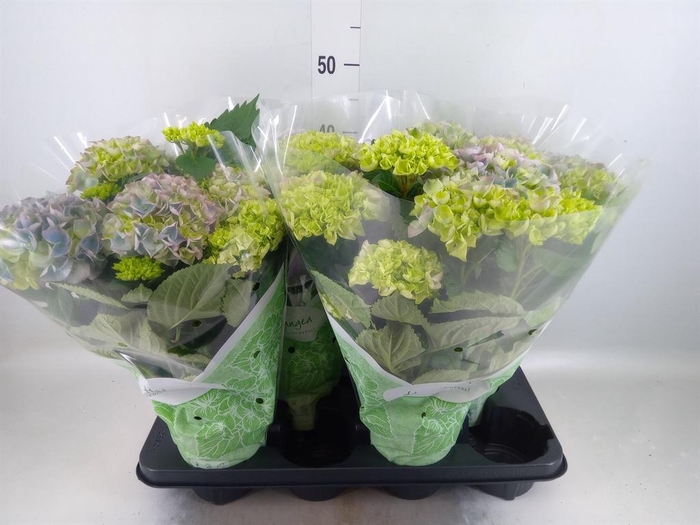 <h4>Hydrangea mac. 'Hi River'</h4>