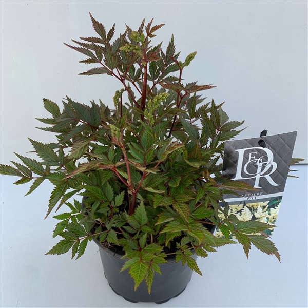 <h4>Astilbe wit in tray</h4>