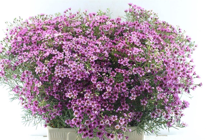 <h4>Chamelaucium Grand Jupiter</h4>