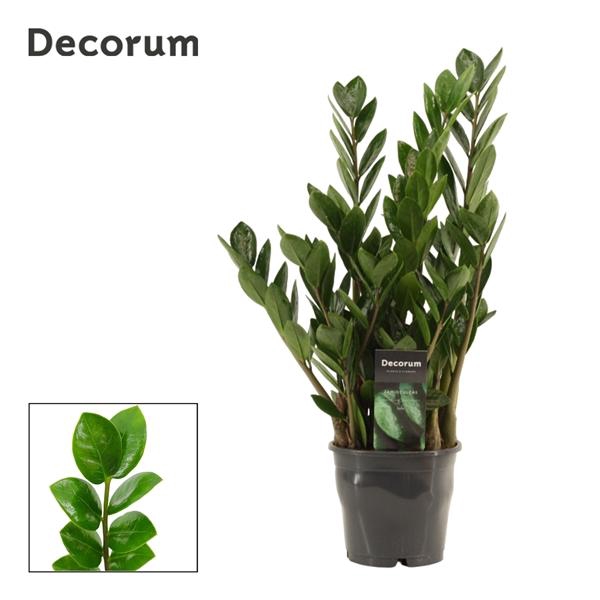 <h4>Zamioculcas zamiifolia Lima</h4>