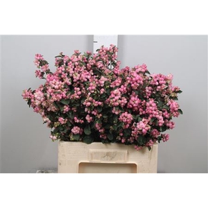 Sympho Mag Pink Falls