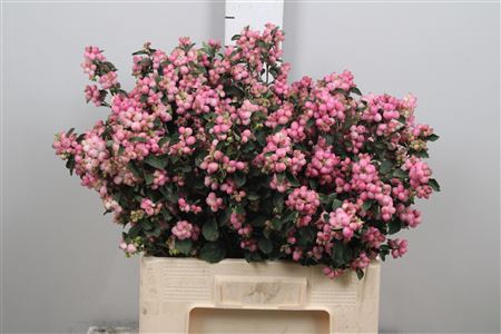 <h4>Sympho Mag Pink Falls</h4>