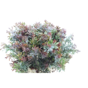 Acacia Gr Baileyana Red Natur
