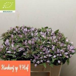 CAMP GL EMERALD