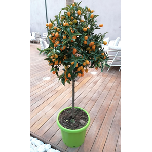 Citrus hystrix
