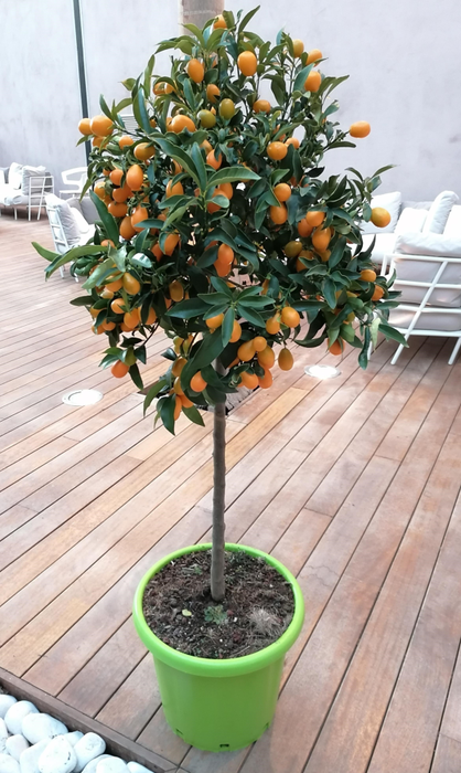 <h4>Citrus hystrix</h4>