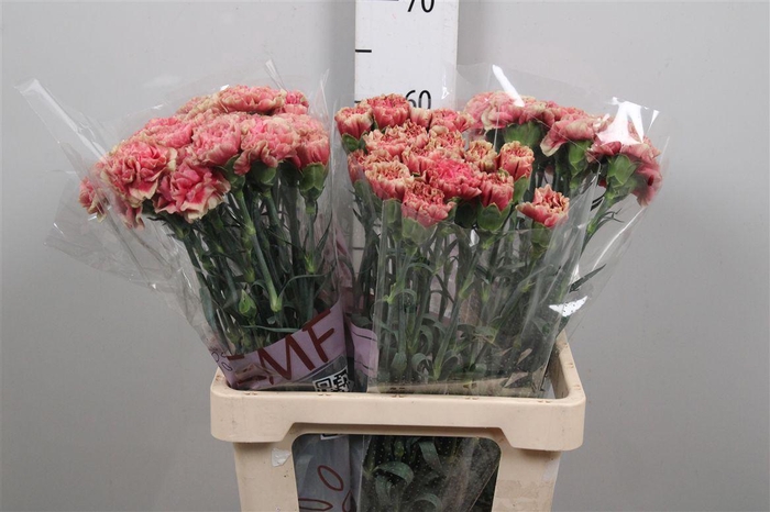 <h4>Di St Ipanema</h4>