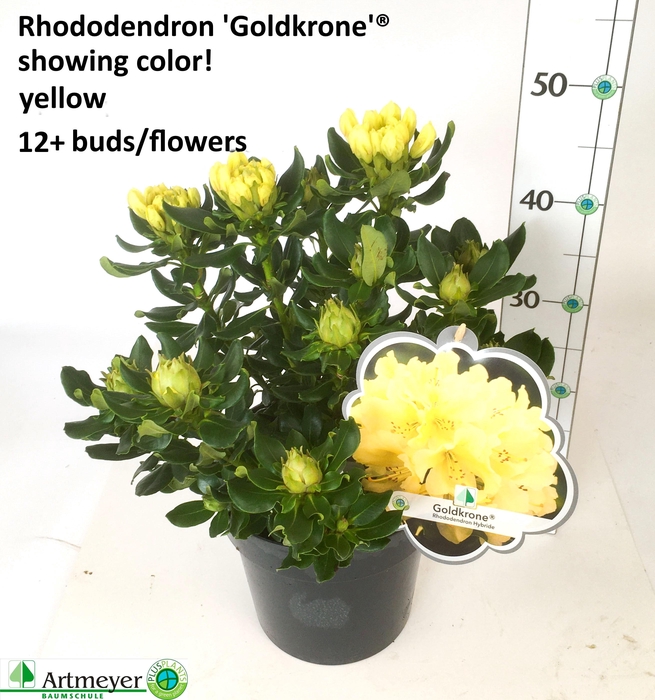 <h4>RHOD WA GOLDKRONE</h4>