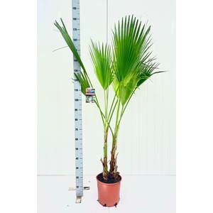 WASHINGTONIA