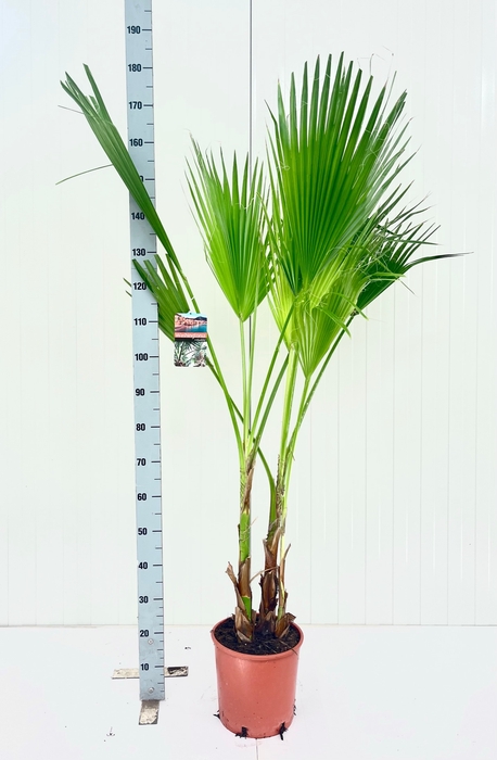 <h4>WASHINGTONIA</h4>
