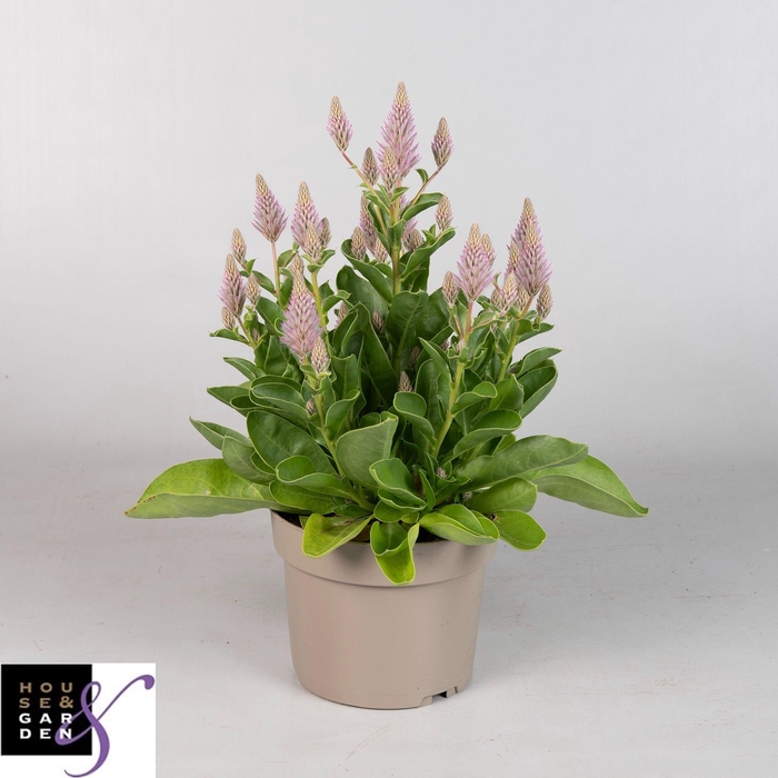 <h4>PTILOTUS EX JOEY</h4>