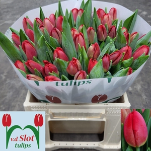 TU EN ANTARCTIC FIRE