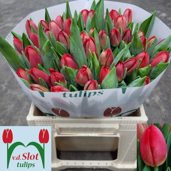 <h4>TU EN ANTARCTIC FIRE</h4>