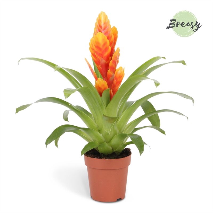 <h4>Vriesea Intenso Apricot</h4>