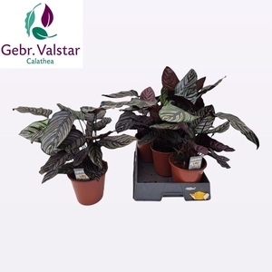 CALAT SANDERIANA