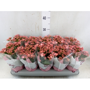 Kalanchoe blos. 'Perfecta Pink'