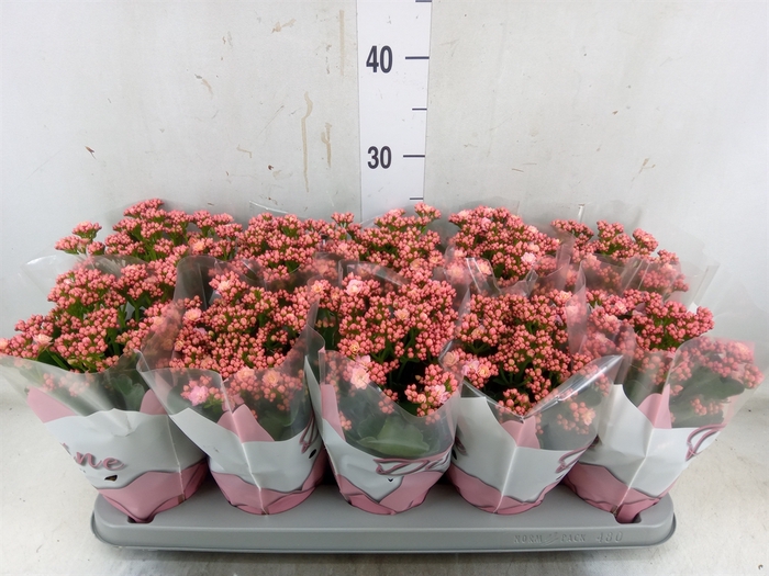 <h4>Kalanchoe blos. 'Perfecta Pink'</h4>