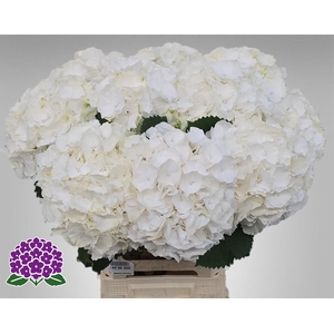 HYDR M CH WHI VERENA