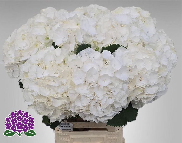 <h4>HYDR M CH WHI VERENA</h4>