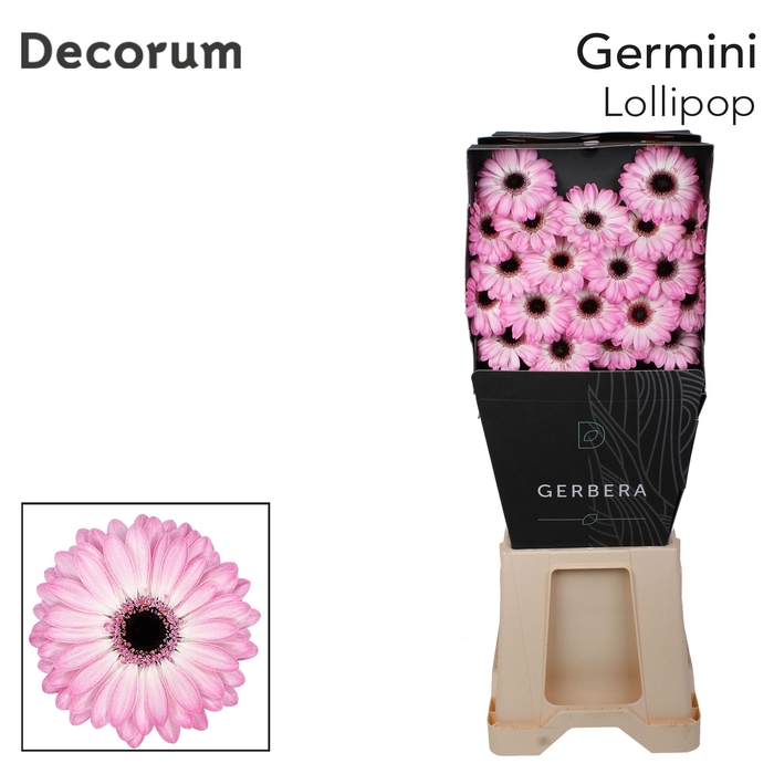 <h4>Germini Lollipop Diamond per kaart</h4>