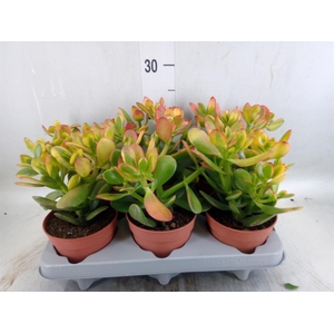 Crassula ovata 'Sunset'