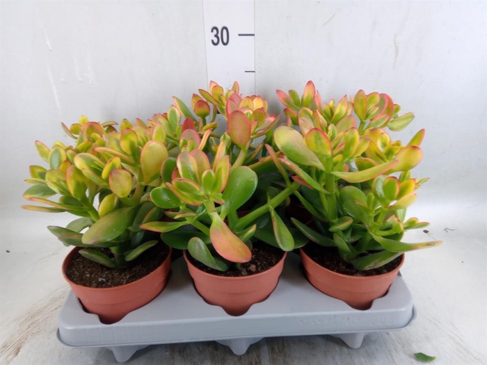 <h4>Crassula ovata 'Sunset'</h4>