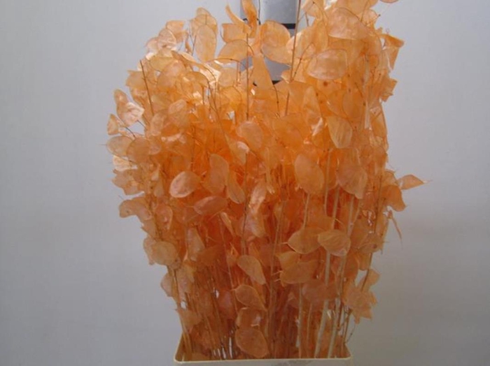 <h4>Deco Lunaria Zalm</h4>