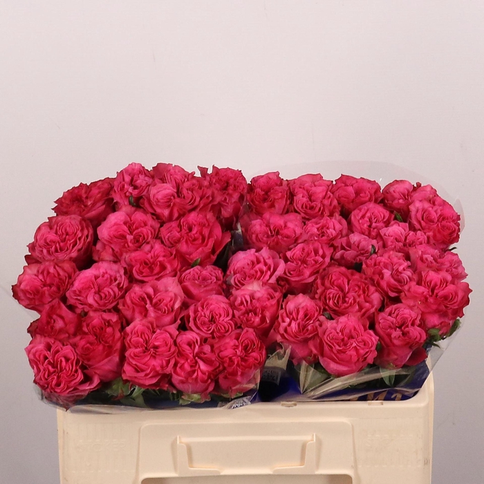 <h4>ROSA GR 'COUNTRYSPIRIT BLUES'</h4>