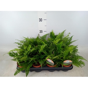 Polystichum tsussimense