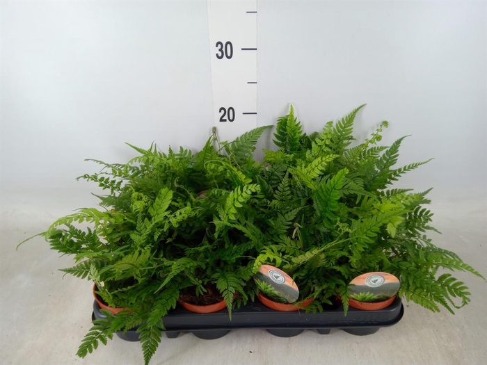 <h4>Polystichum tsussimense</h4>