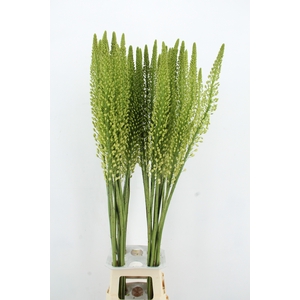 EREMURUS ALASKA