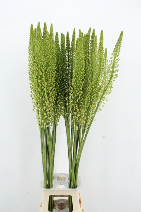 <h4>EREMURUS ALASKA</h4>