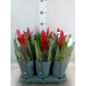Vriesea  'Intenso Red'