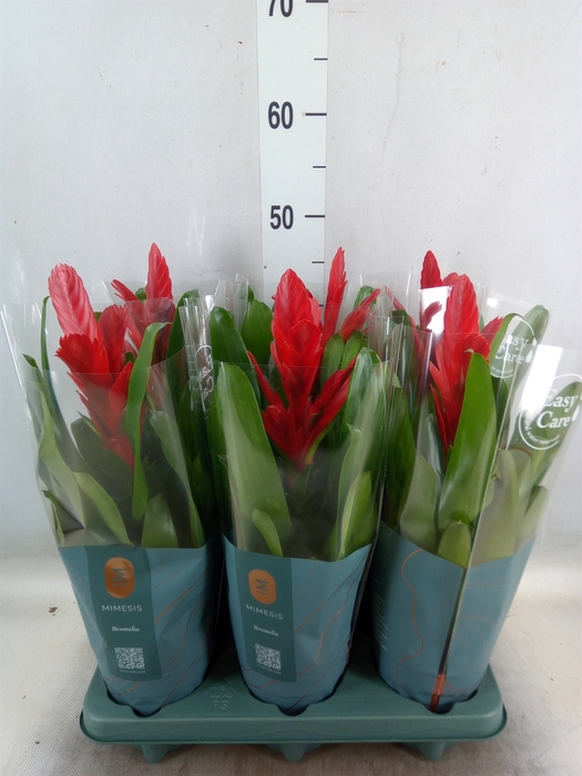 <h4>Vriesea  'Intenso Red'</h4>