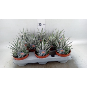 Haworthia fasciata 'Alba'