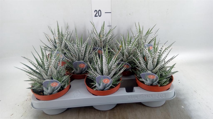 <h4>Haworthia fasciata 'Alba'</h4>