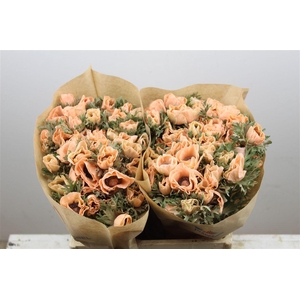 Anem Marianne Powder Yellow