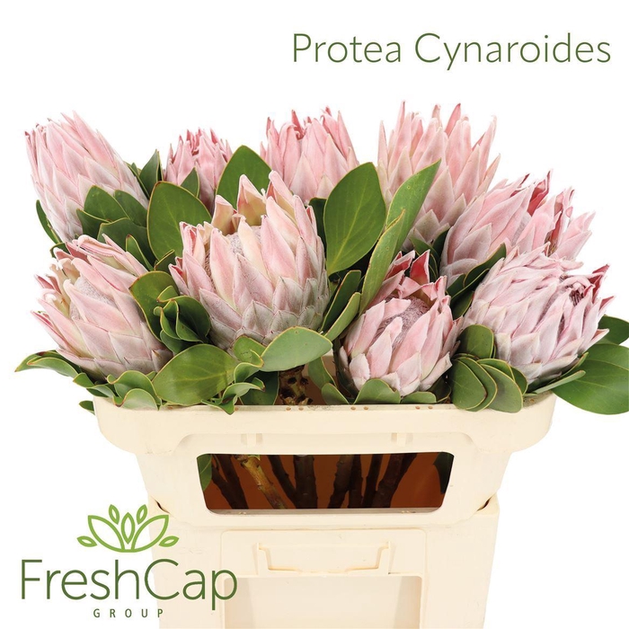 <h4>Protea cynaroides</h4>