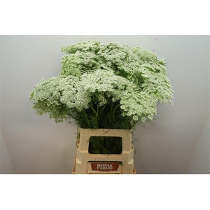 Ammi Vis Casablanca